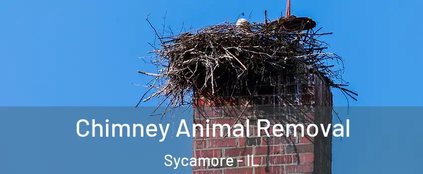 Chimney Animal Removal Sycamore - IL